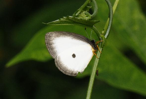 Liptena submacula tringa male UNS